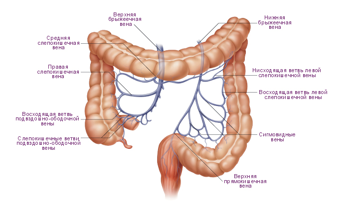 Варикоз Толстого Кишечника Симптомы