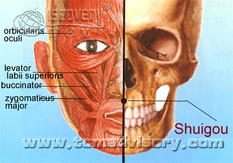 Файл:Anatomy picture of Shuigou (GV26) Acupoint.jpg