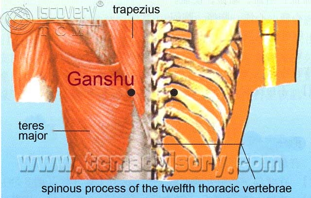 Файл:Anatomy picture of Ganshu (BL18) Acupoint.jpg