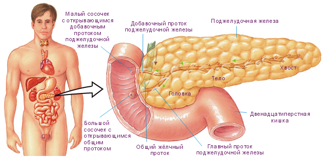 Файл:Анатомия поджелудочной железы.jpg