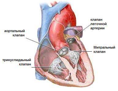 Файл:Клапаны сердца человека (kardio.ru).jpg