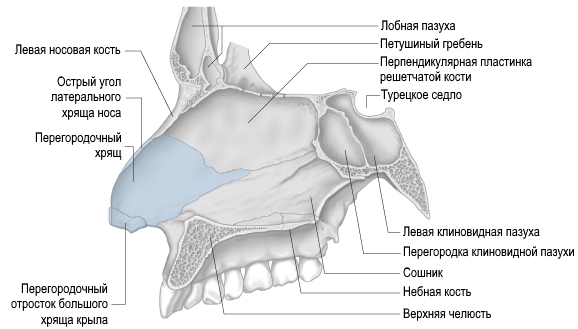 Гребень перегородки. Костная перегородка полости носа анатомия. Носовая кость анатомия строение. Носовая полость строение кости. Носовая перегородка анатомия строение.