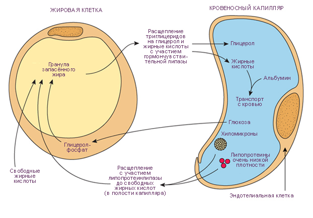 Обмен липидами между кровеносным капилляром и адипоцитом. Липиды переносятся с кровью гемациркуляторного русла в форме хиломикронов и липопротеинов очень низкой плотности (VLDLs). Фермент липопротеинлипаза синтезируется жировыми клетками, транспортируется в просвет кровеносных капилляров и катализирует гидролиз липидов до жирных кислот и глицерола. Жирные кислоты диффундируют в соединительную ткань, в жировую ткань, в адипоциты. В них они реэстерифицируются в триглицериды и резервируются. При необходимости триглицериды, зарезервированные в адипоцитах, гидролизуются гормон-чувствительной липазой до жирных кислот и глицерола. Жирные кислоты и глицерол транспортируются в соединительнотканные пространства жировой ткани, а оттуда - в кровеносные капилляры. Там они комбинируются с альбумином и в такой форме транспортируются с кровью по гемациркуляторному руслу. Глюкоза может транспортироваться от кровеносных капилляров к адипоцитам, которые могут синтезировать из углеводов липиды.