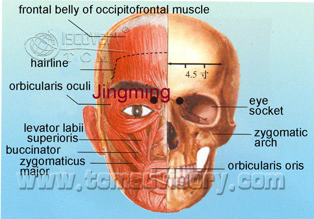 Файл:Anatomy picture of Jingming (BL1) Acupoint.jpg