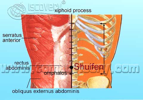 Файл:Anatomy picture of Shuifen (CV9) Acupoint.jpg