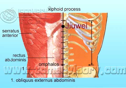 Файл:Anatomy picture of Jiuwei (CV15) Acupoint.jpg
