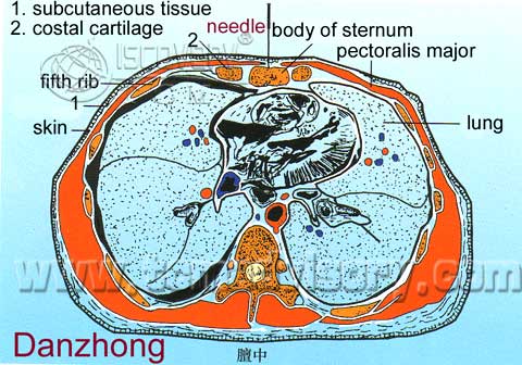 Файл:Section picture of Danzhong (CV17) Acupoint.jpg