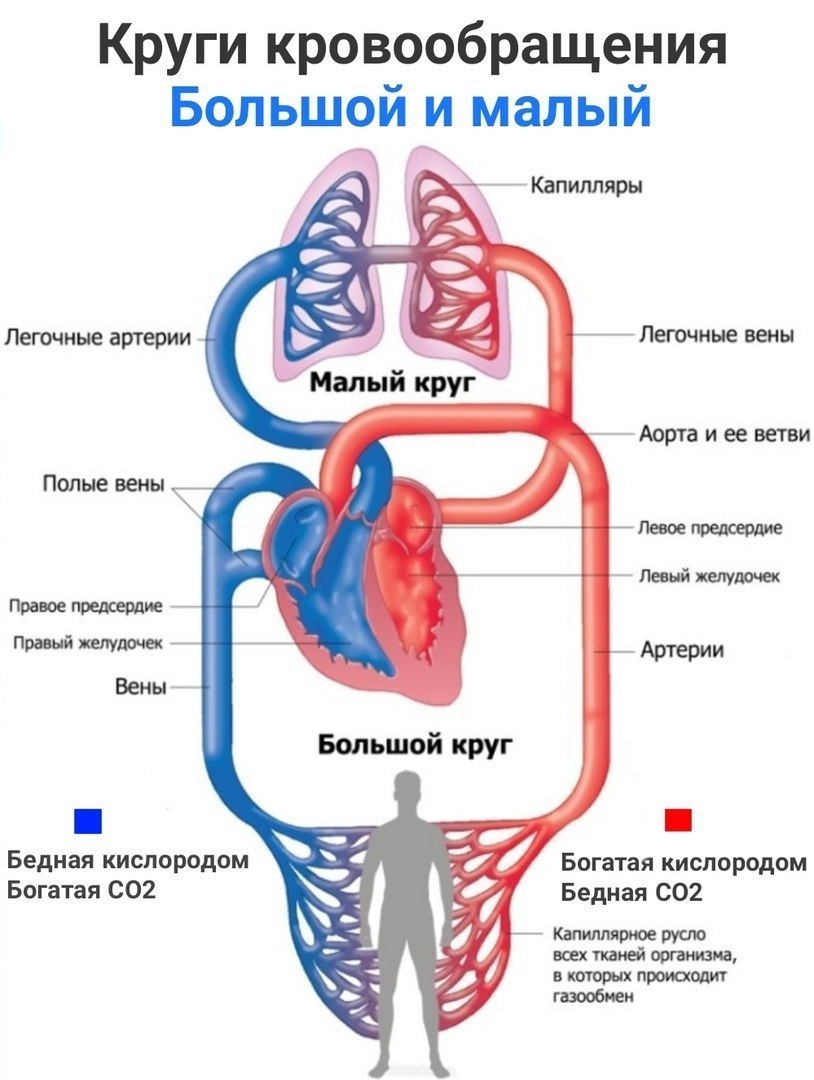 Схема малого круга кровообращения у птиц