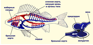 Файл:Кровеносная система рыб.jpg
