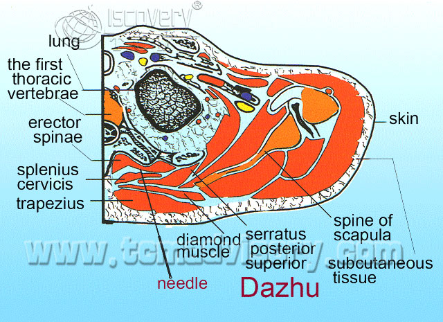 Файл:Section picture of Dazhu (BL11) Acupoint.jpg