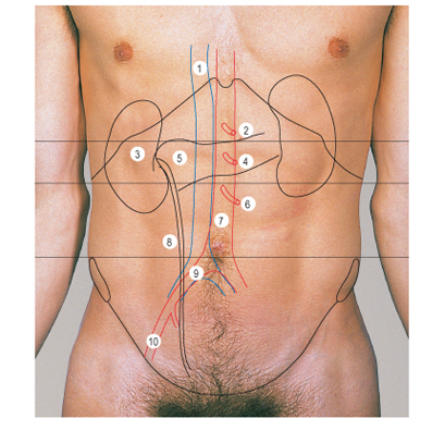 Файл:Проекции расположенных забрюшинно органов живота на поверхность передней стенки брюшной полости.jpg