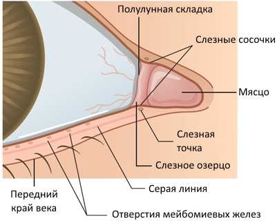 Конъюнктива где. Верхний конъюнктивальный мешок анатомия. Полулунная склада конъюктивита. Полулкнная склада глаз.