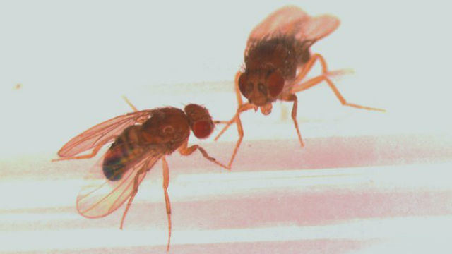 Файл:Drosophila melanogaster o 856451.jpg