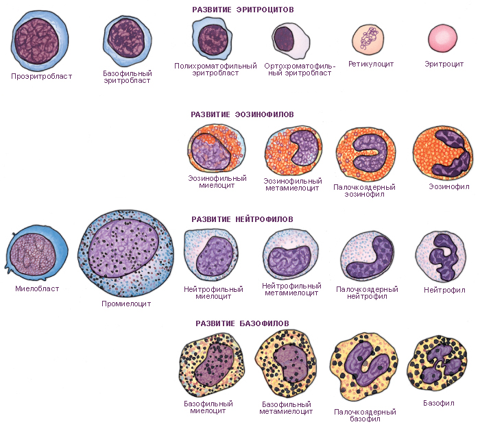 Клетки крови фото