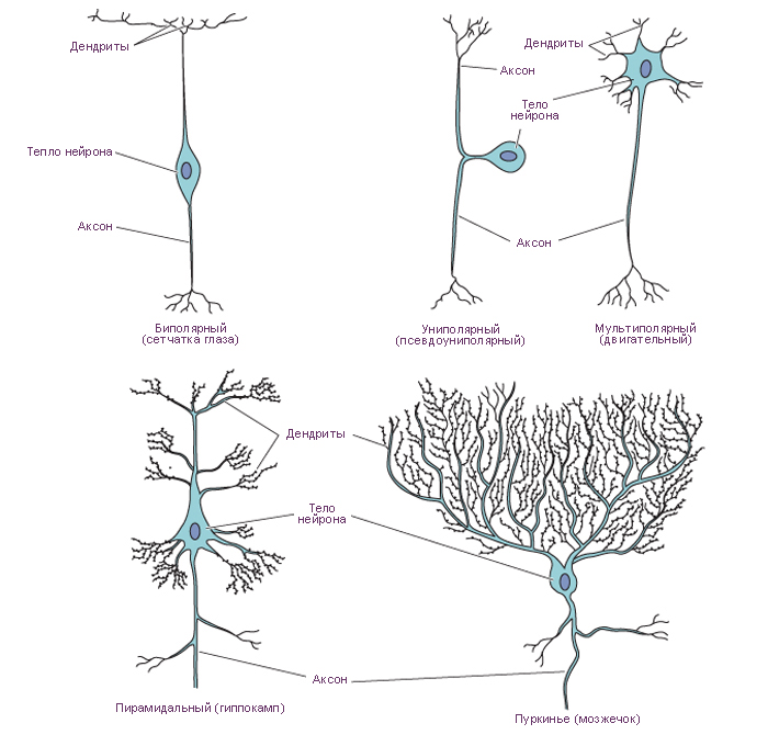 Виды нейронов рисунок
