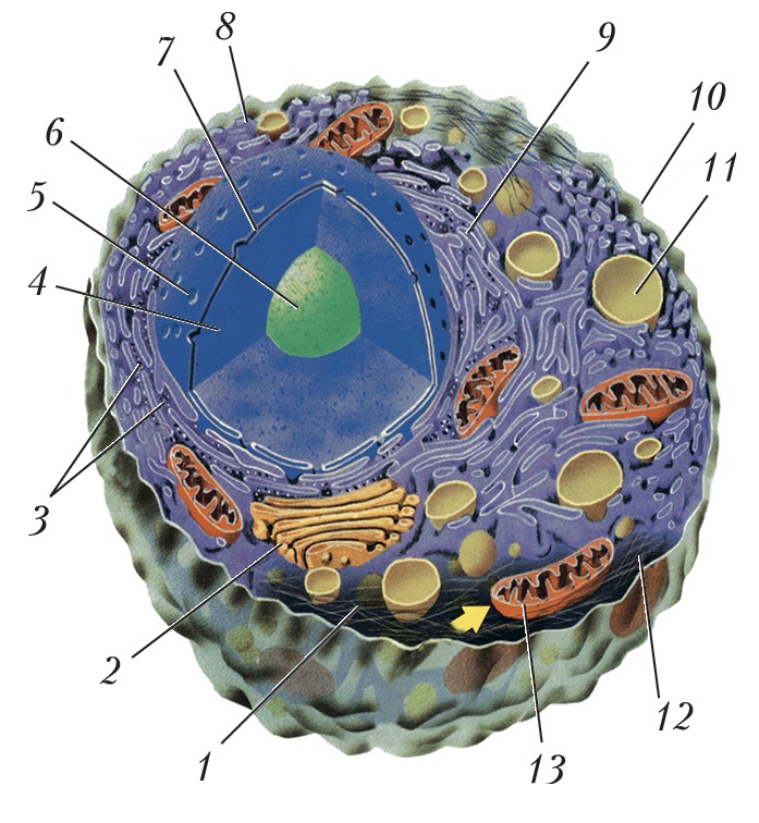 Ядро клетки окружено. Строение ядра животной клетки. Строение ядра эукариотической клетки. Схема ядра эукариотической клетки. Строение ядрышка клетки животного.