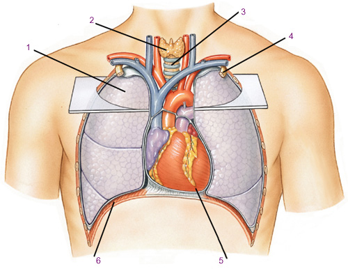 Файл:Положение сердца в грудной клетке. Вид спереди.jpg