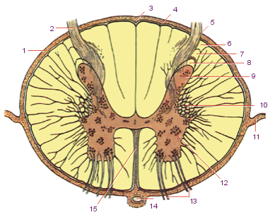 Поперечное сечение спинного мозга. Макроскопические структуры. Вид сверху. 1. Мягкая оболочка спинного мозга. 2. Задний корешок. 3. Задняя срединная борозда. 4. Задняя промежуточная борозда. 5. Заднелатеральная борозда. 6. Пограничная зона. 7. Губчатая зона. 8. Студенистое вещество. 9. Задний рог. 10. Боковой рог. 11. Зубчатая связка. 12. Передний рог.