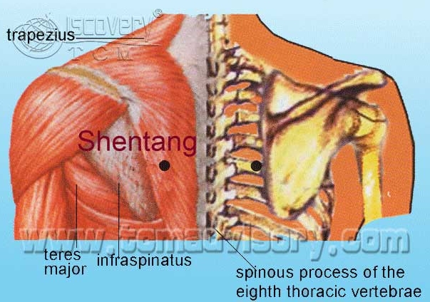 Файл:Anatomy picture of Shentang (BL44) Acupoint.jpg