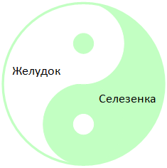 Файл:Взаимоотношения Желудка и Селезенки.png