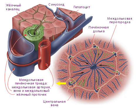 Схема строения дольки печени