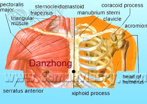 Файл:Anatomy picture of Danzhong (CV17) Acupoint.jpg