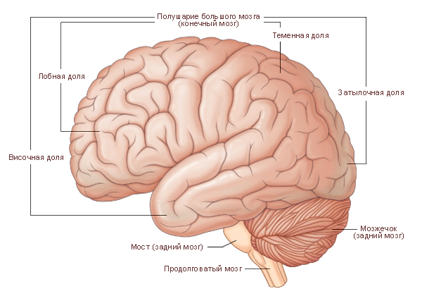 Файл:Левое полушарие большого мозга. Верхнелатеральная поверхность.jpg