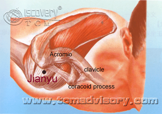 Файл:Anatomy picture of Jianyu (LI15) Acupoint.gif