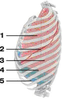 Границы левого легкого (вид сбоку) 1 - верхняя доля; 2 - косая щель; 3 - нижняя доля; 4 - нижний край легкого; 5 - нижняя граница диафрагмы        