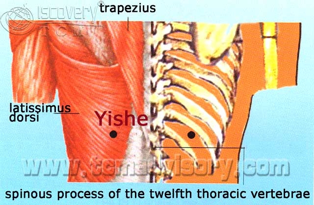 Файл:Anatomy picture of Yishe (BL49) Acupoint.jpg