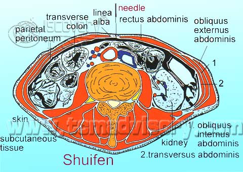 Файл:Section picture of Shuifen (CV9) Acupoint.jpg