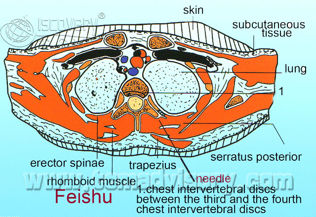 Файл:Section picture of Feishu (BL13) Acupoint.jpg
