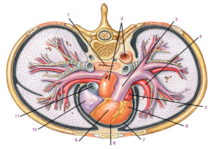 Файл:Положение сердца в грудной клетке. Вид сверху.jpg