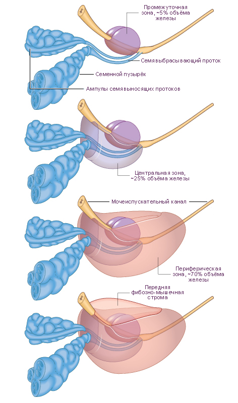 Простой предстательной железы. Схема строения предстательной железы. Доли предстательной железы анатомия. Зональное строение предстательной железы. Зоны простаты анатомия.