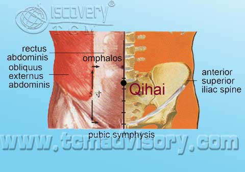 Файл:Anatomy picture of Qihai (CV6) Acupoint.jpg