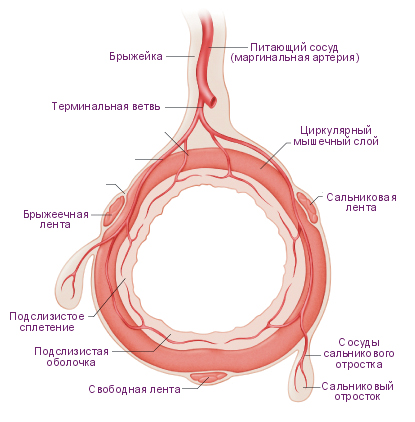 Файл:Типичное артериальное кровоснабжение стенки толстой кишки.jpg