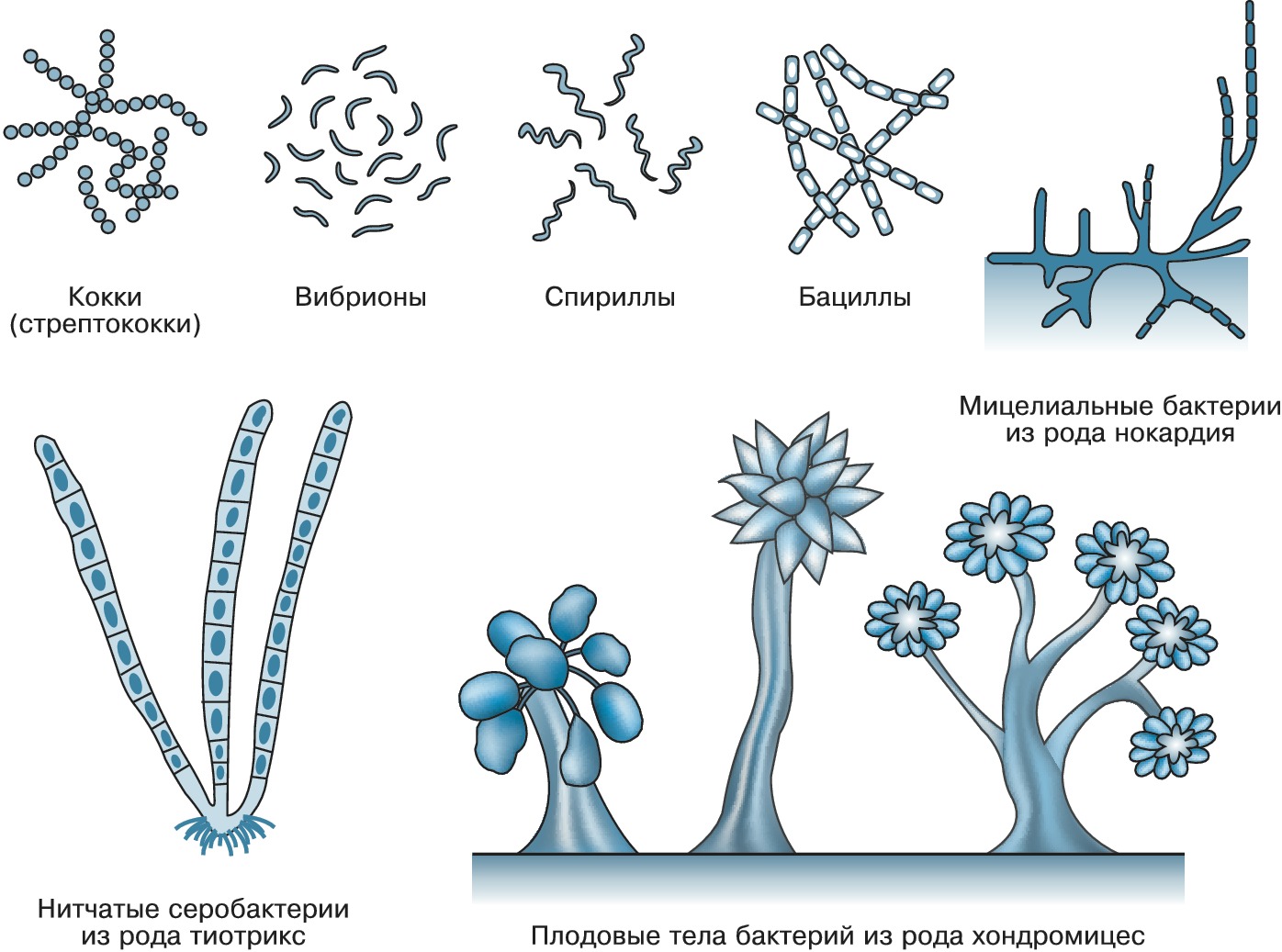 Формы бактерий с названиями