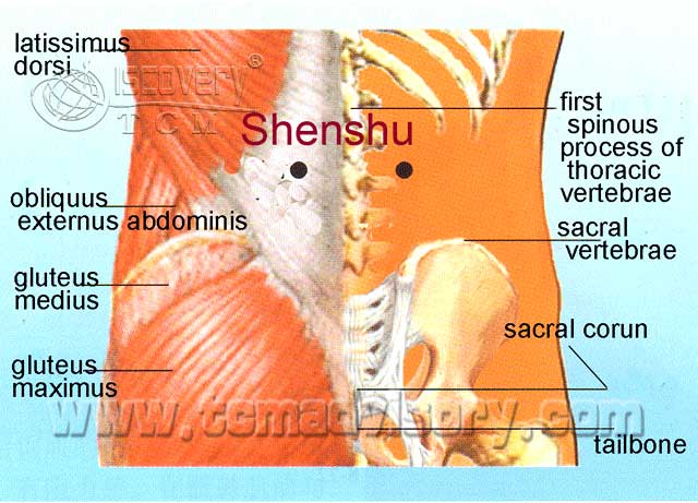 Файл:Anatomy picture of Shenshu (BL23) Acupoint.jpg