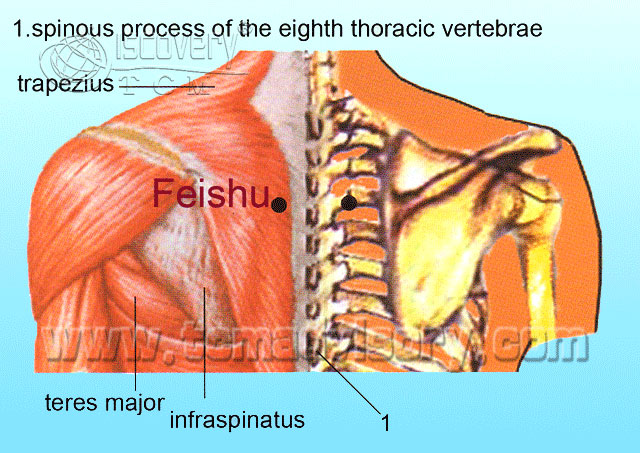 Файл:Anatomy picture of Feishu (BL13) Acupoint.jpg