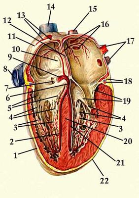 Файл:Проводящая система сердца (dic.academic.ru).jpg