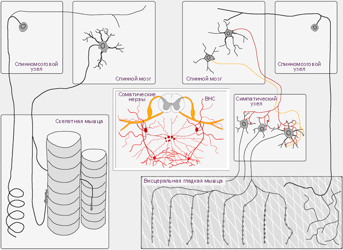 Соматические и вегетативные нейроны. Слева — периферическая часть двигательных нервов соматического отдела нервной системы, обеспечивающих эфферентную и афферентную иннервацию поперечнополосатых мышц опорно-двигательной системы (скелетных мышц). От тел мотонейронов спинного мозга отходят длинные аксоны, которые подходят к поперечнополосатым мышцам, ветвятся на терминали, каждая из которых образует на поверхности мышечного волокна крупный нейро-мышечный синапс. Справа — периферическая часть висцеральных нервов вегетативного отдела нервной системы (ВНС), обеспечивающих эфферентную иннервацию гладких мышц кровеносных сосудов и внутренних органов. Тела эфферентных предганглионарных вегетативных нейронов спинного мозга по размерам меньше тел соматических мотонейронов. Эти предганглионарные нейроны расположены латерально в передних столбах серого вещества спинного мозга. Тонкие аксоны этих нейронов заканчиваются синапсами на телах нейронов вегетативных ганлиев. Аксоны нейронов вегетативных ганглиев проходят к висцеральным органам, ветвятся и образуют многочисленные расширения, контактирующие с гладкомышечными клетками. Афферентные волокна от мышечных веретён и от других специализированных нервных окончаний направляются к нейронам спинного мозга непосредственно или через интернейроны. Терминали вегетативного отдела нервной системы, диффузно распределённые в тканях внутренних органов, формируют афферентные волокна. Они также направляются в спинной мозг и участвуют в осуществлении рефлекторных реакций.
