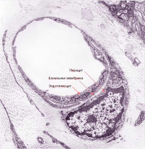 Электронная микрофотография поперечного сечения фенестрированного кровеносного капилляра и его перицитов Эндотелиальные клетки и перициты кровеносных капилляров располагаются на общей базальной мембране.