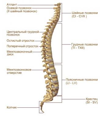 Как выглядит позвоночник человека фото