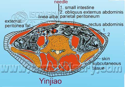 Файл:Section picture of Yinjiao (CV7) Acupoint.jpg