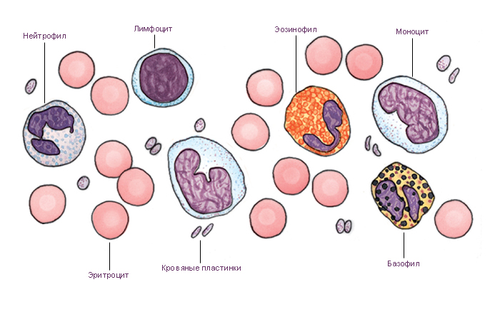 Клетки и кровяные пластинки циркулирующей крови