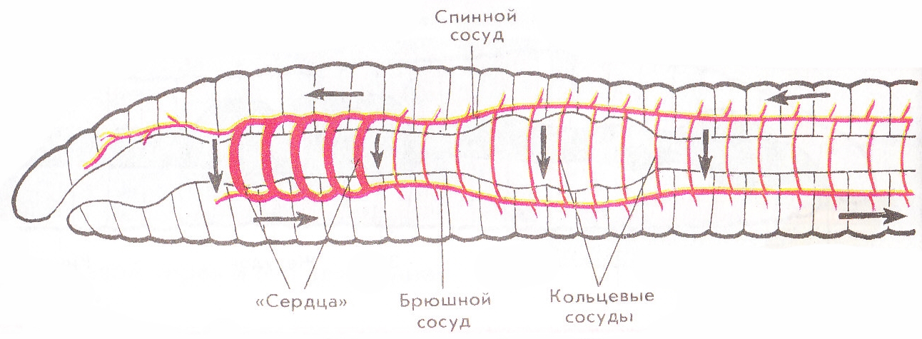 Кольцевые сосуды дождевого червя. Схема строения кровеносной системы у кольчатых червей. Кровеносная система кольчатого червя. Строение кровеносной системы кольчатых червей. Кровеносная система кольчатых червей червей.