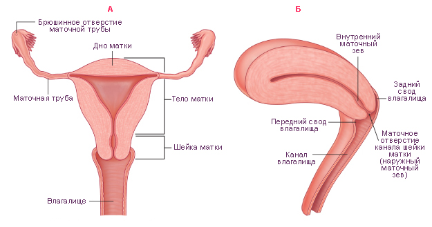 Пролапс матки и свода влагалища (апикальный вагинальный пролапс)