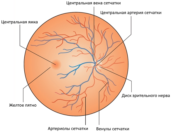 Глазное дно рисунок