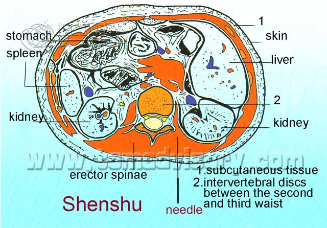 Файл:Section picture of Shenshu (BL23) Acupoint.jpg