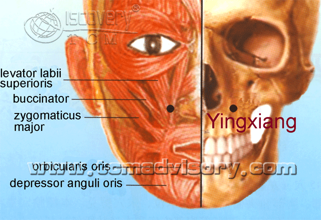Файл:Anatomy picture of Yingxiang (LI20) Acupoint.gif